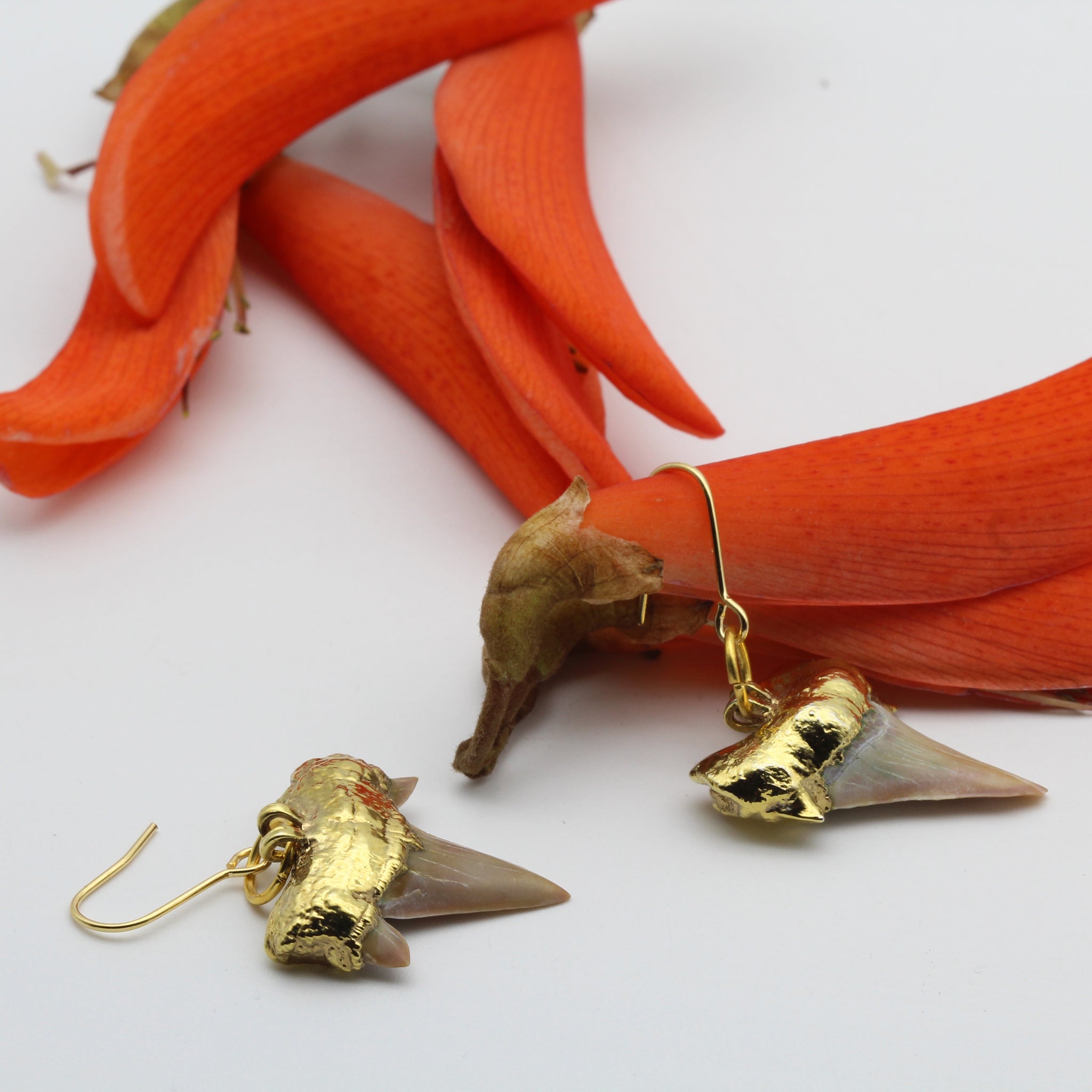Gold dipped Shark's Tooth Fossil Earrings