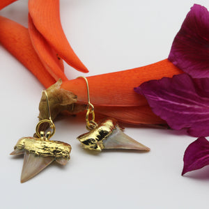 Gold dipped Shark's Tooth Fossil Earrings